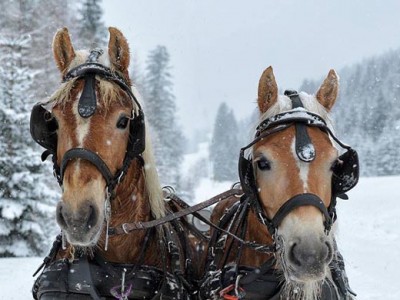 cavalli neve