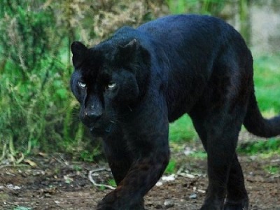 pantera nera puma avvistamento pisticci