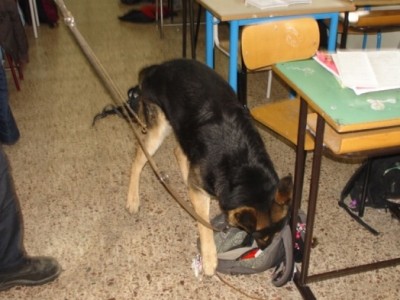 cane antidroga scuola