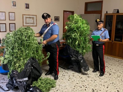 marijuana carabinieri pisticci