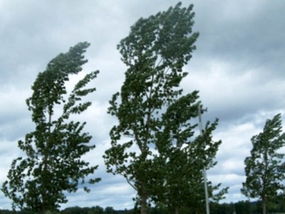 vento alberi