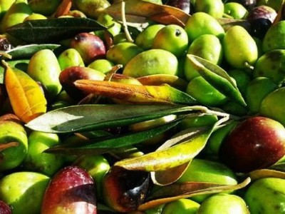 olive-basilicata