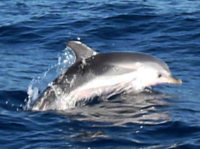 delfini marina di pisticci 2016