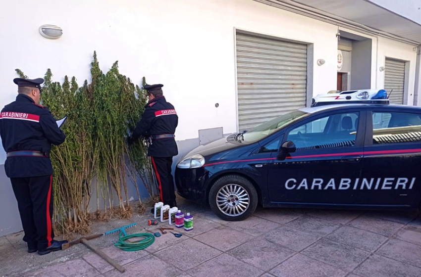 Coltivava marijuana tra la fitta vegetazione. 25enne arrestato dai carabinieri