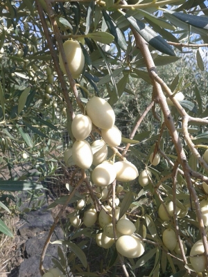 Raro esemplare di olivo bianco a Picciano per la Giornata nazionale del creato