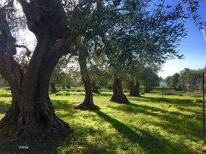 Ulivi millenari, un tesoro di biodiversità tra Basilicata e Calabria: la ricerca svela i segreti del loro DNA