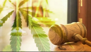 I deputati lucani approvino il disegno di legge sulla coltivazione domestica della cannabis