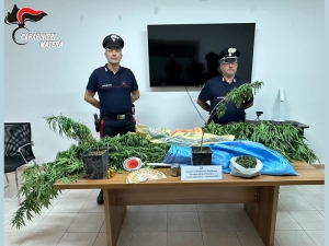 Tricarico, scoperta coltivazione di marijuana: arrestato dai Carabinieri