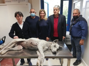 L’ASM c’è: salvataggio di un cane nella provincia di Matera