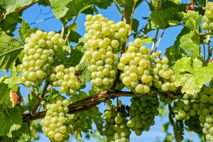 Crollo del prezzo all’ingrosso dell’uva. Agricoltori allo stremo
