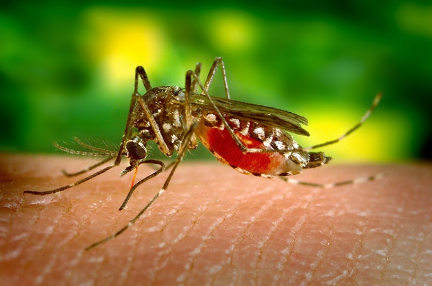 Primo caso di febbre dengue in Basilicata