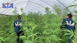 Sequestrate 8000 piante di marijuana destinate anche alla Basilicata