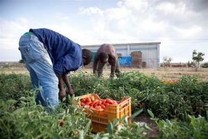 Coldiretti: annata difficile per la coltura del pomodoro in Basilicata