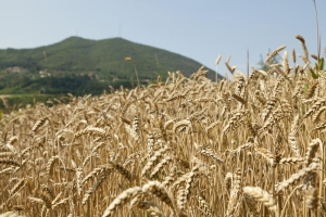 Fermare la selvaggia speculazione ai danni dei cerealicoltori