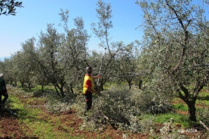 All’ALSIA corsi di potatura dell’olivo