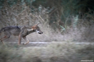 Una giornata da Lupi: sulle tracce del grande carnivoro insieme ai tecnici del monitoraggio nazionale del lupo