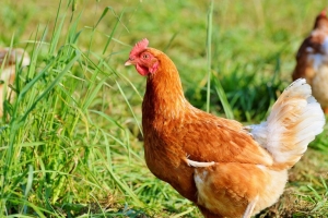 Braia: Filiere agroalimentari, polli bio realtà in Basilicata. La Regione non dimentichi il cofinanziamento