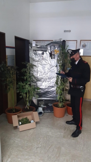 Coltivava marijuana in casa. Carabinieri arrestano 33enne