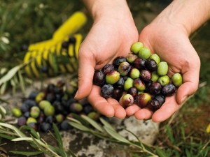 Coldiretti su campagna olivicola: &quot;calo 80% della produzione”