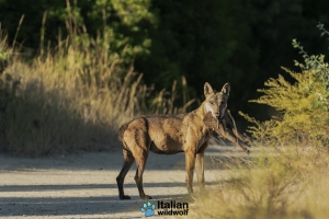 Il lupo in Basilicata: dal monitoraggio faunistico effettuato, progressivo aumento degli esemplari che fa ben sperare
