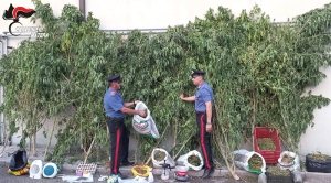 Coltivava marijuana alle porte della città. 70enne arrestato dai Carabinieri
