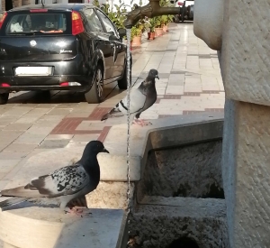 I piccioni di Piazza S. Antonio Abate