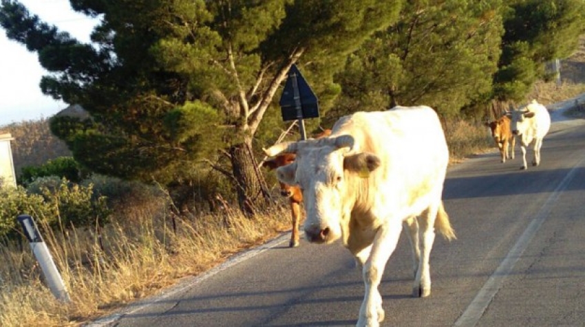 Trova una mucca sulla corsia. Incidente inevitabile