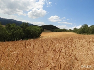 Alsia seleziona agricoltori custodi interessati a riprodurre la Carosella Lucana