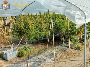La Guardia di Finanza sequestra 40 piante di cannabis