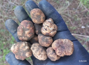 Tra Pisticci e Scanzano Jonico, la tartufaia controllata più grande d'Europa