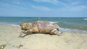 Un grosso esemplare di caretta caretta trovato morto nei pressi del lido La Spiaggetta a Pisticci